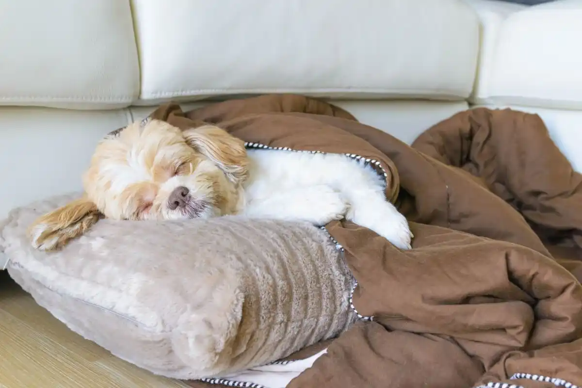 Por que é que o teu cão insiste em dormir na tua almofada (e o que isso realmente significa)