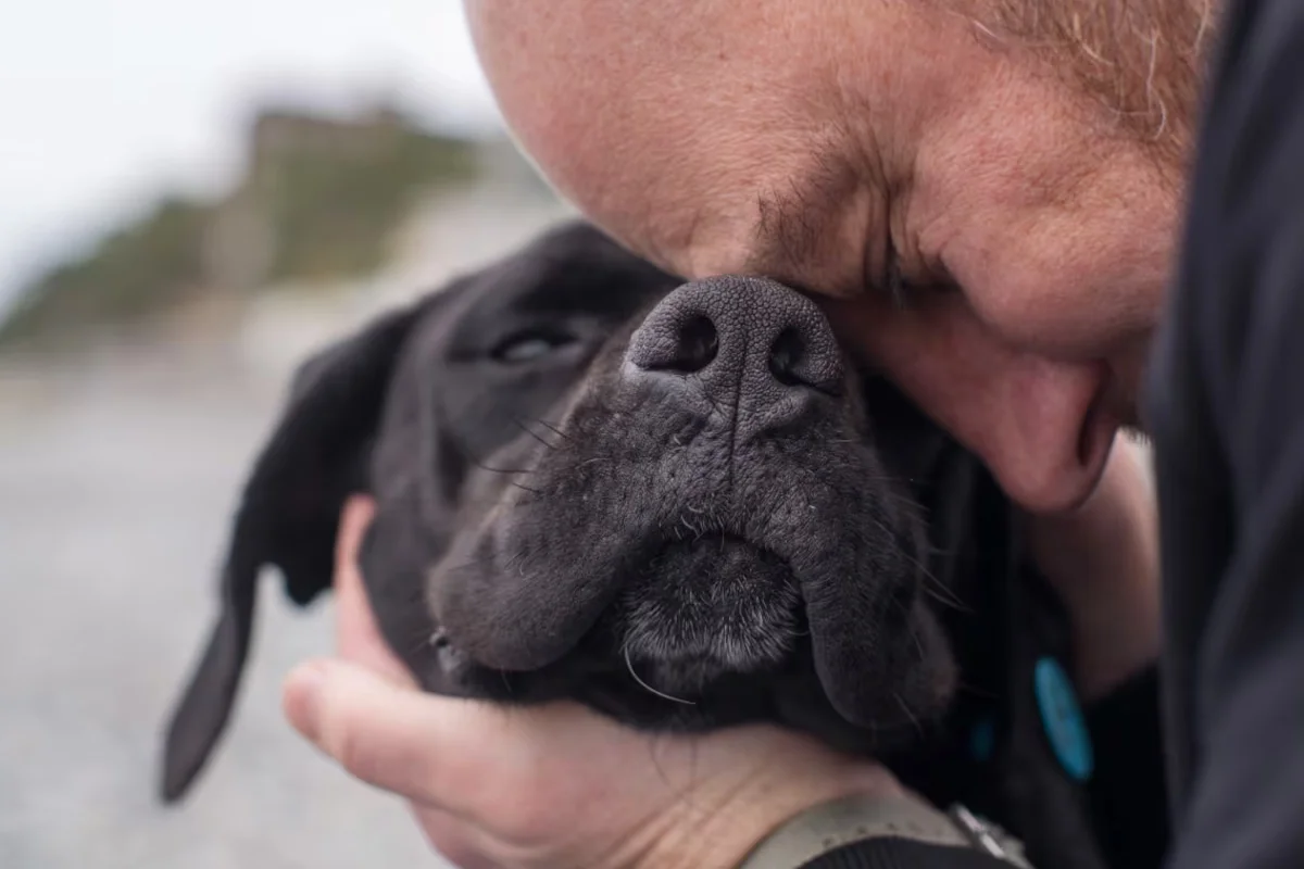 O que significa quando o teu cão te toca com o focinho