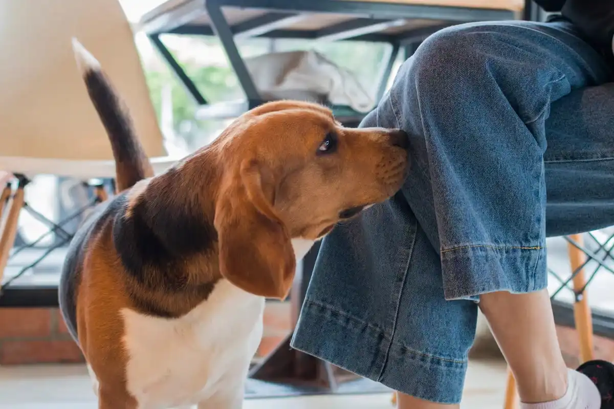 O que significa quando o teu cão te cheira dos pés à cabeça