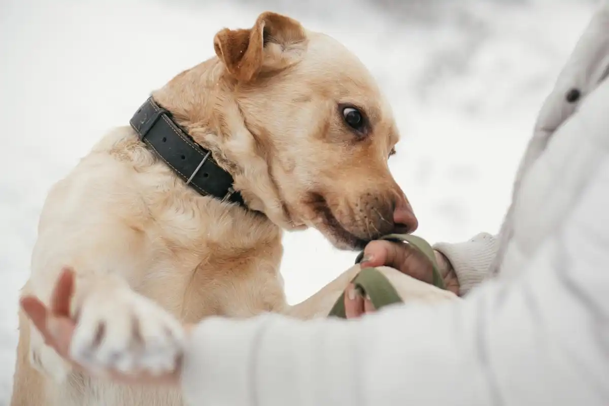 O que significa quando o teu cão te cheira dos pés à cabeça