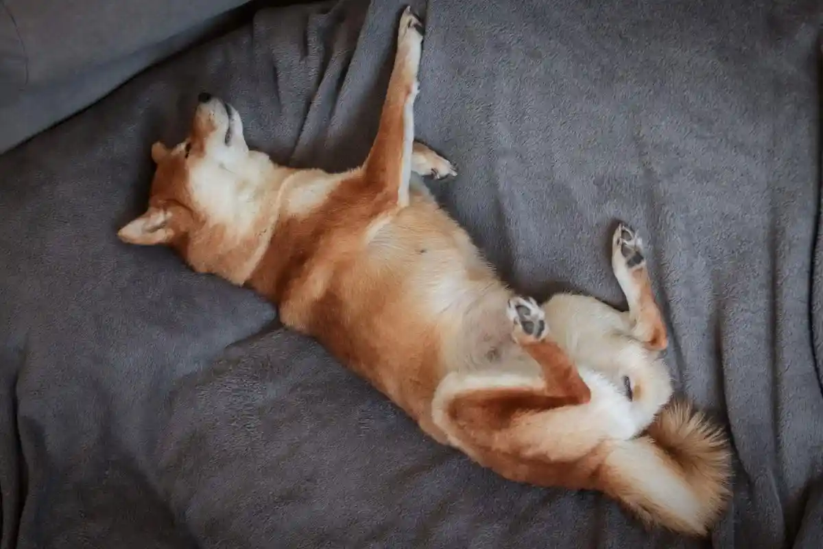O Que Significa Quando o Seu Cão Dorme Sempre de Barriga para Cima