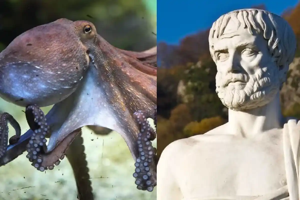 Aristóteles Estava Errado: Cientistas Desmentem o Mito Sobre a Inteligência dos Polvos
