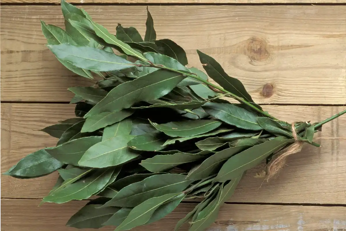 Colocar folhas de louro à entrada de casa: o truque simples que muda tudo 