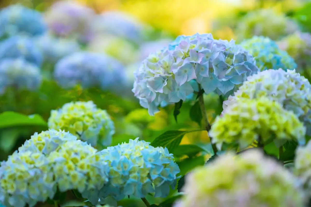 Como Fazer Hortênsias Mais Brilhantes: Dica Simples com Borra de Café e Passo a Passo