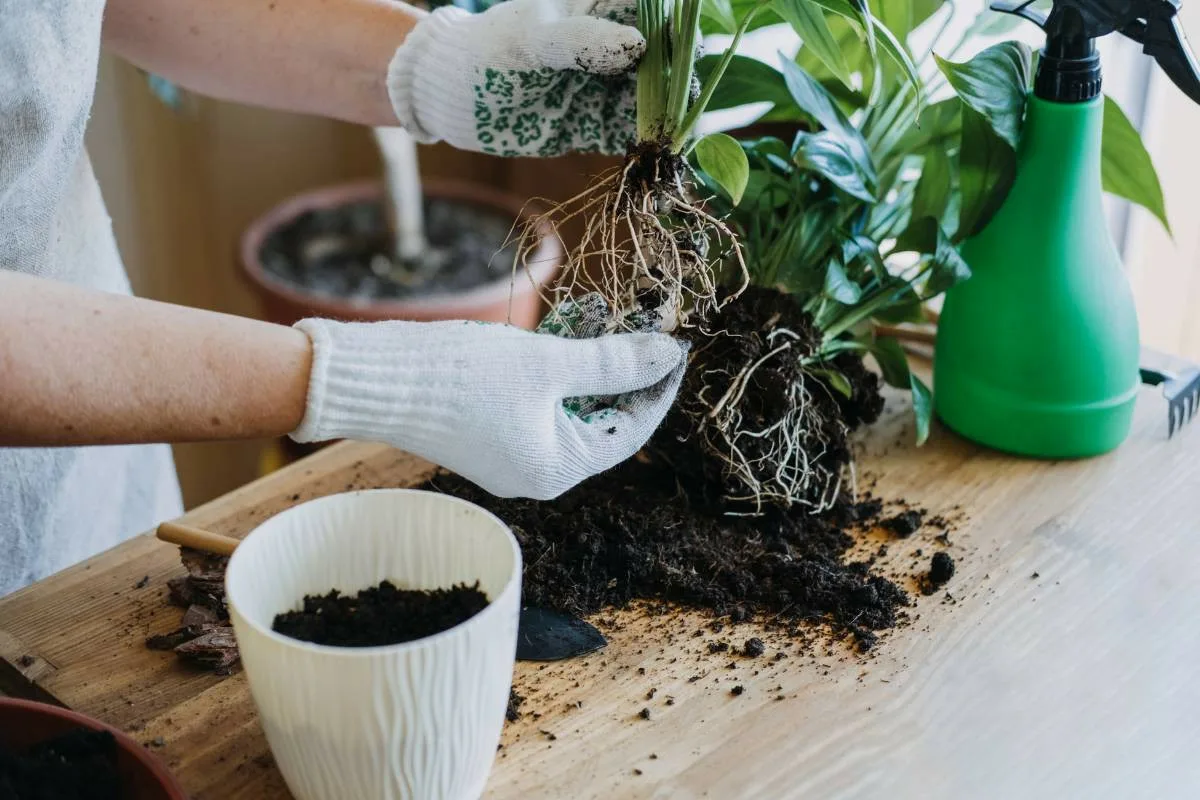 Para o Jardim dos Sonhos: Como Reviver uma Planta em Declínio e Fazê-la Prosperar