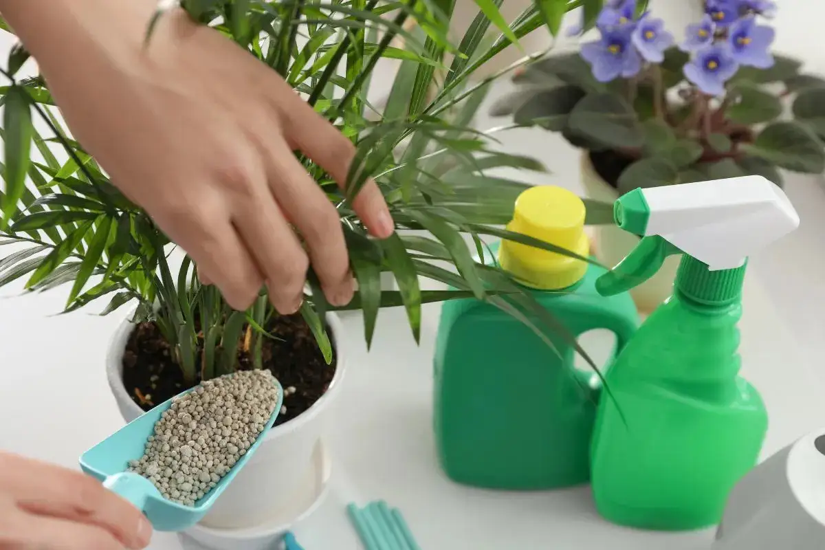Para o Jardim dos Sonhos: Como Reviver uma Planta em Declínio e Fazê-la Prosperar