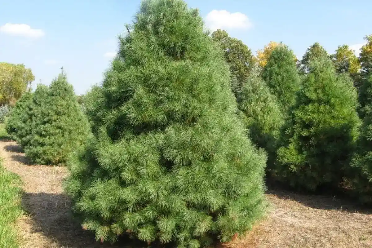 Não use a tesoura ainda: cinco coníferas que não toleram a poda no outono