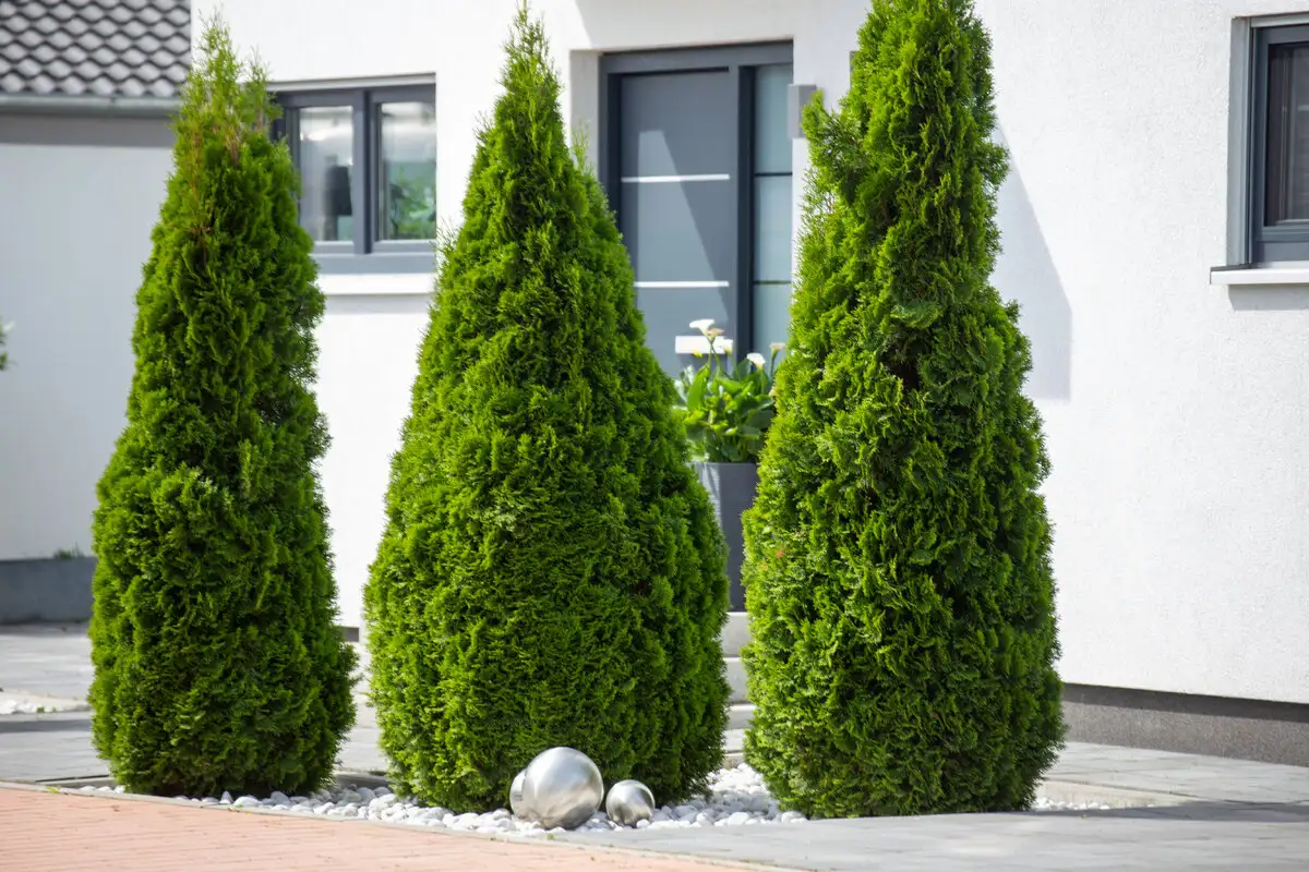 Não use a tesoura ainda: cinco coníferas que não toleram a poda no outono