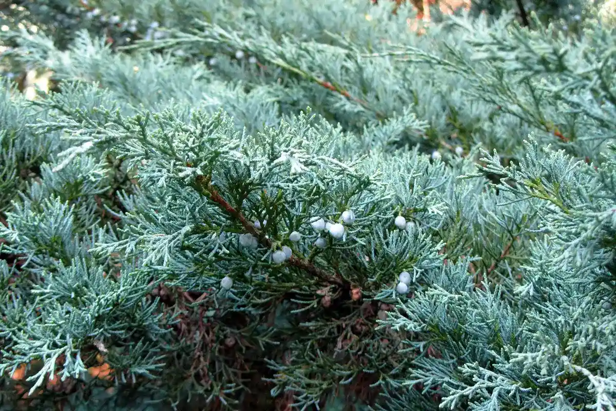 Não use a tesoura ainda: cinco coníferas que não toleram a poda no outono