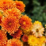 O Crisântemo: A Jóia do Jardim que Floresce Quando as Outras Desistem