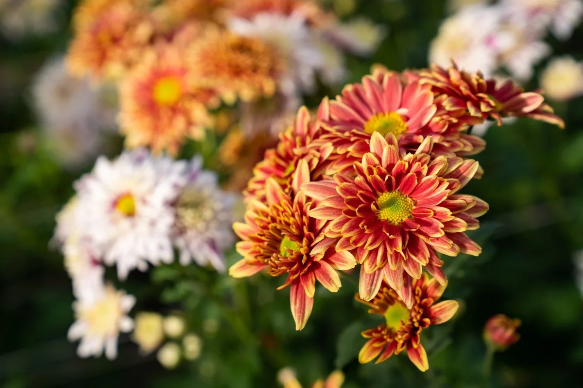 O Crisântemo: A Jóia do Jardim que Floresce Quando as Outras Desistem