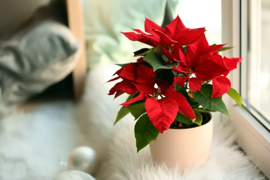 Como cuidar da poinsettia para que dure e floresça