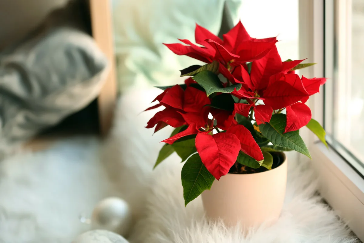 Como cuidar da poinsettia para que dure e floresça