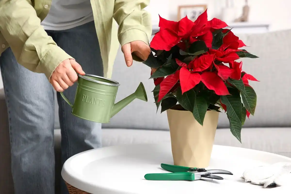 Como cuidar da poinsettia para que dure e floresça