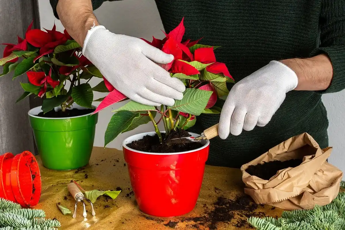 Como cuidar da poinsettia para que dure e floresça