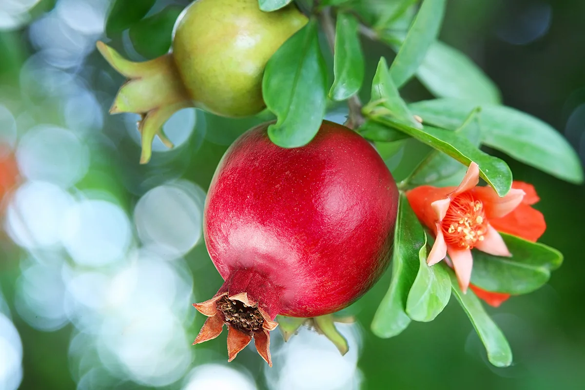 Como cultivar uma romãzeira em casa e ter frutos deliciosos