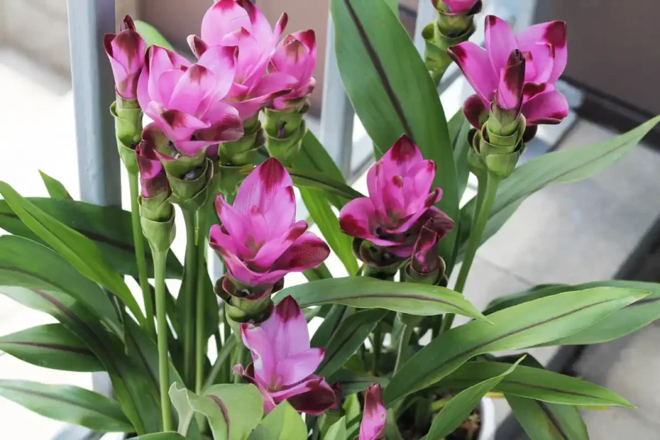 Como semear curcuma em vaso e ter especiaria 365 dias por ano