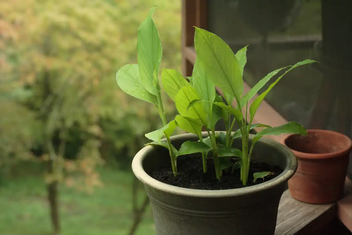 Como semear curcuma em vaso e ter especiaria 365 dias por ano