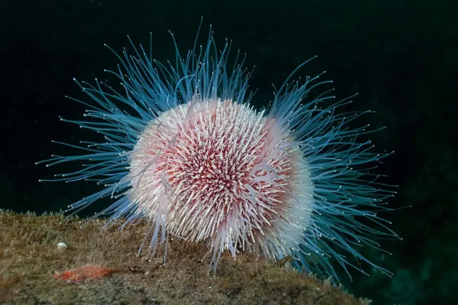 Descoberta Surpreendente: Esta Criatura Marinha Tem Cérebro por Todo o Corpo