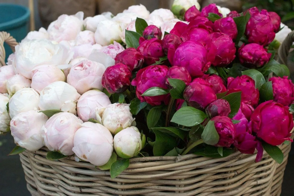 Peônias: A Flor que Ensina Paciência e Beleza no Jardim