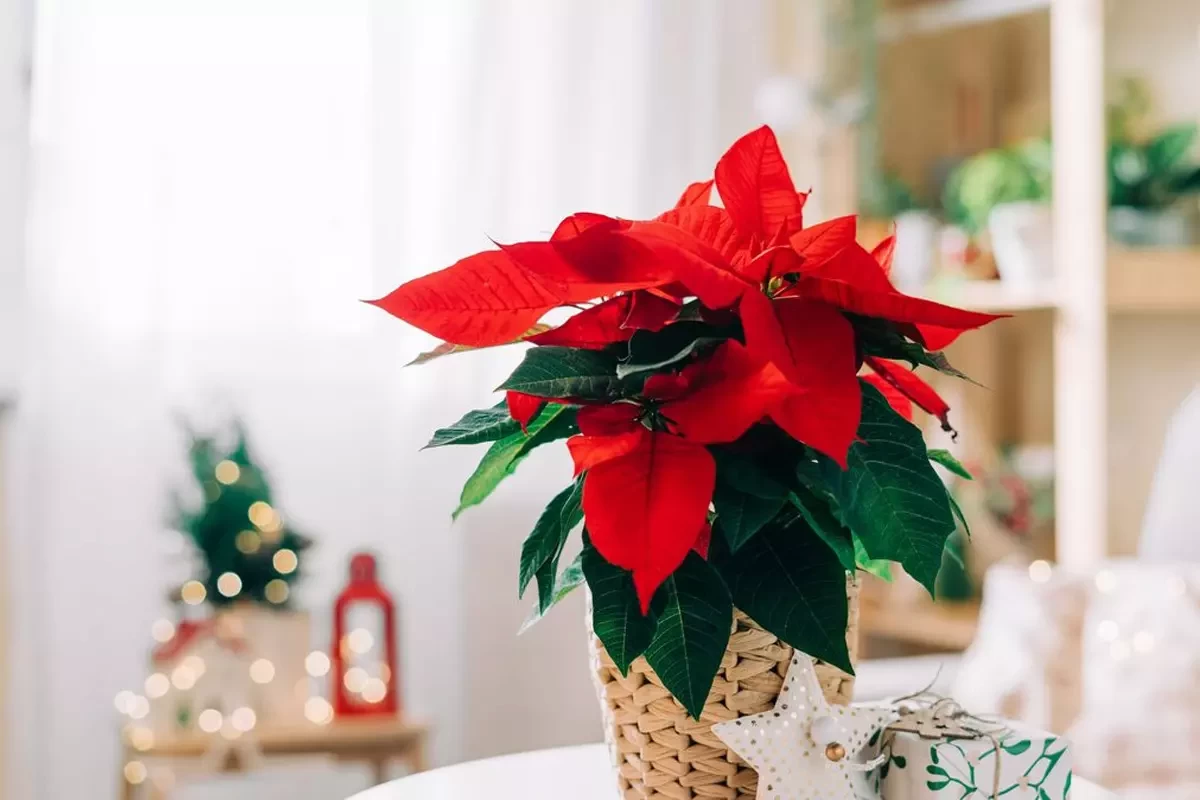 As três flores mais bonitas de dezembro que transformam a tua casa num jardim de inverno 