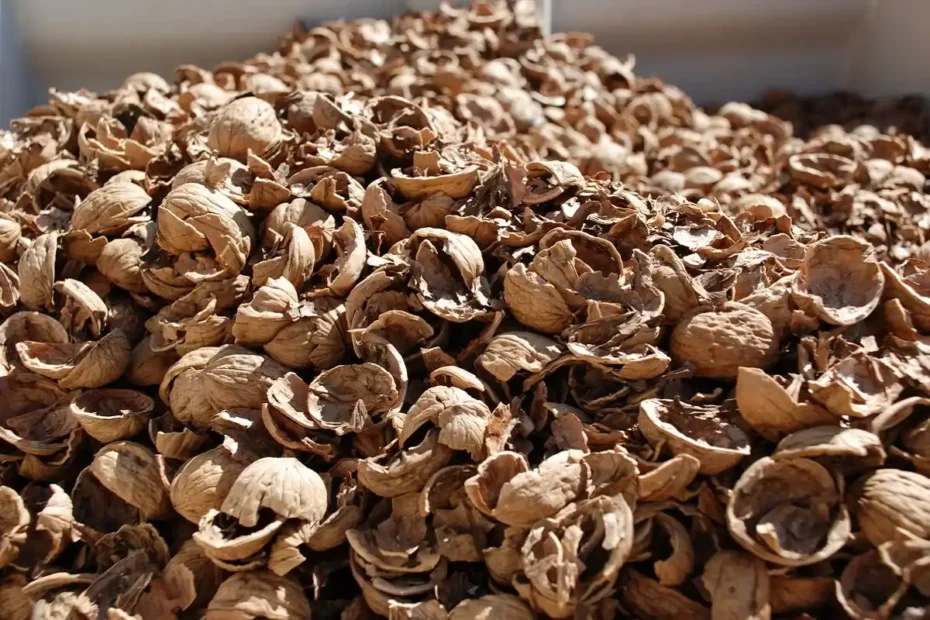 Cascas de frutos secos: o segredo natural para proteger as tuas plantas