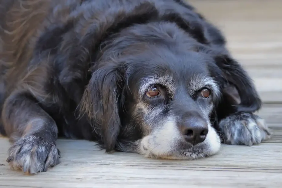 Cuidados fundamentais para o teu cão idoso: chaves para uma vida feliz e plena