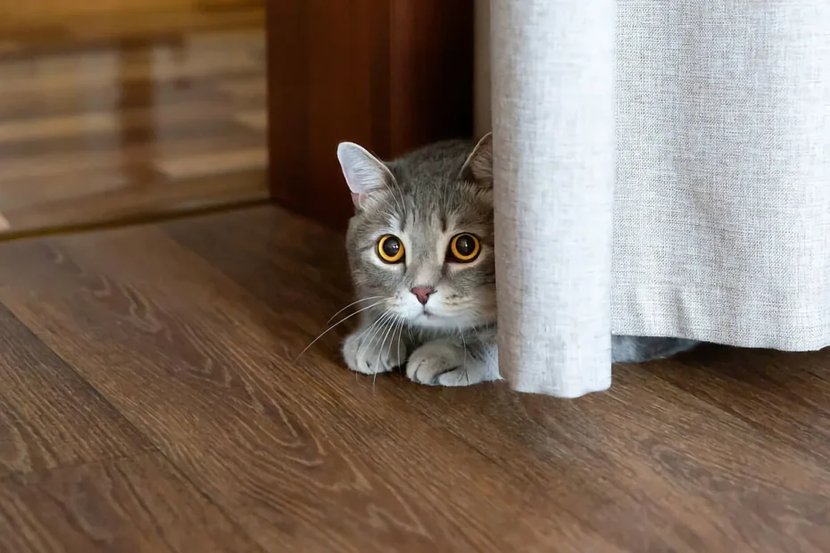 Se o seu gato se esconde quando chegam visitas, não é medo: especialistas explicam o verdadeiro motivo e o que fazer