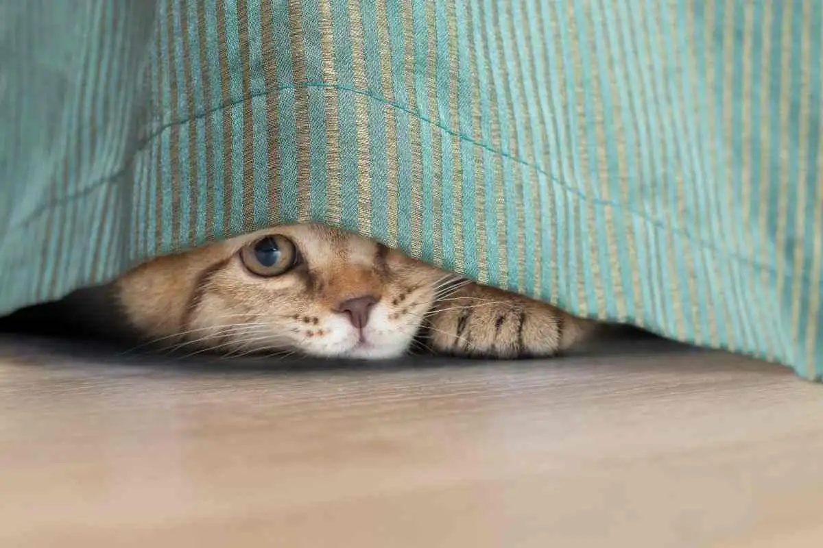 Se o seu gato se esconde quando chegam visitas, não é medo: especialistas explicam o verdadeiro motivo e o que fazer