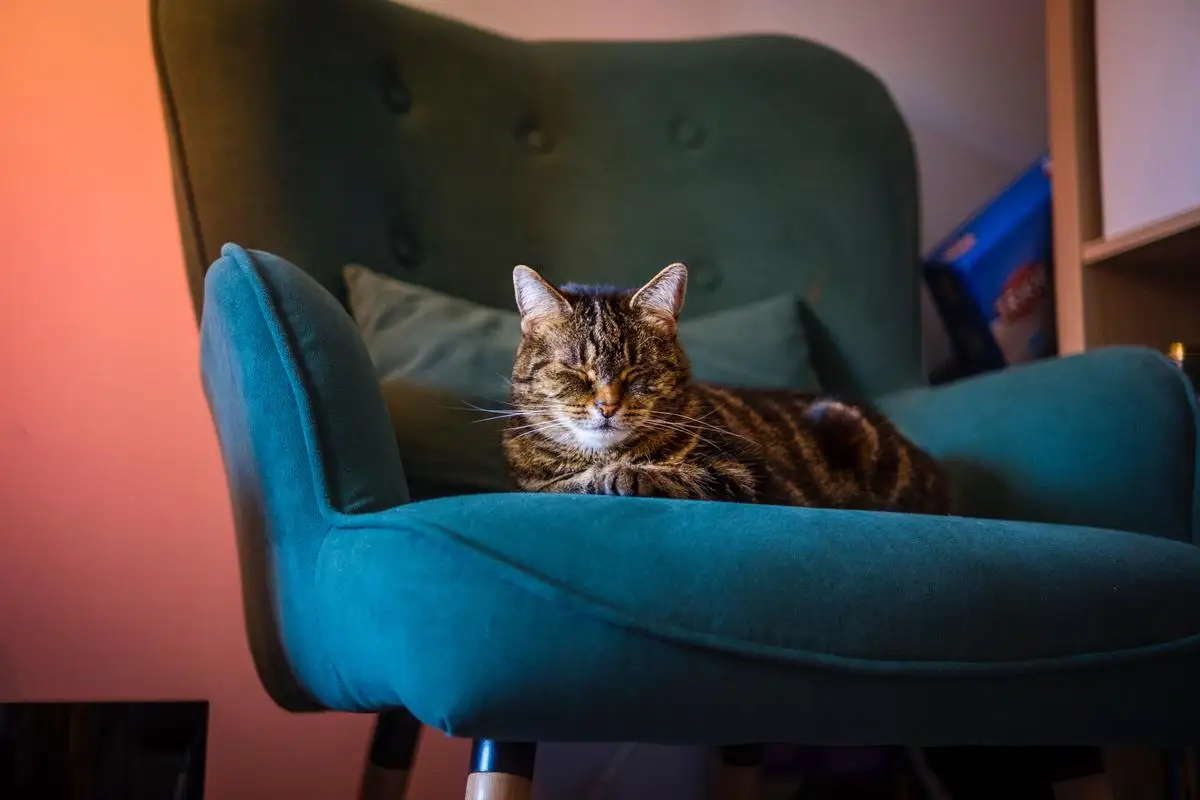 Quanto Tempo um Gato Pode Ficar Sem o Dono: Cientistas Dão a Resposta