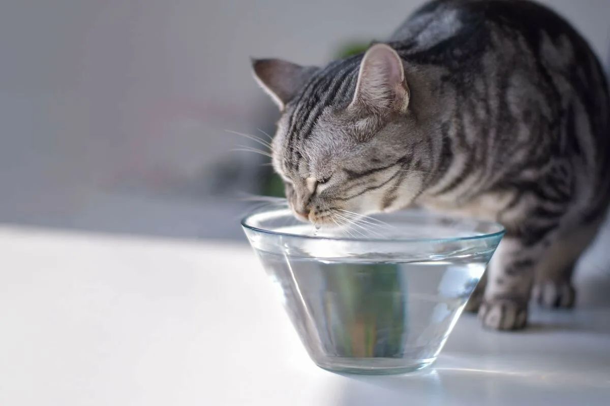 Os gatos podem beber leite? Tudo o que precisas saber para não prejudicar o teu amigo
