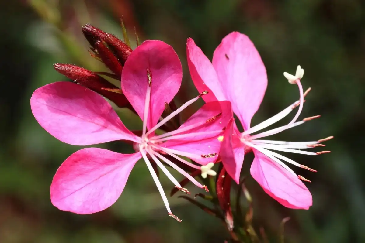 Gaura Rosa: A Planta Perfeita para Jardins Ensoliados