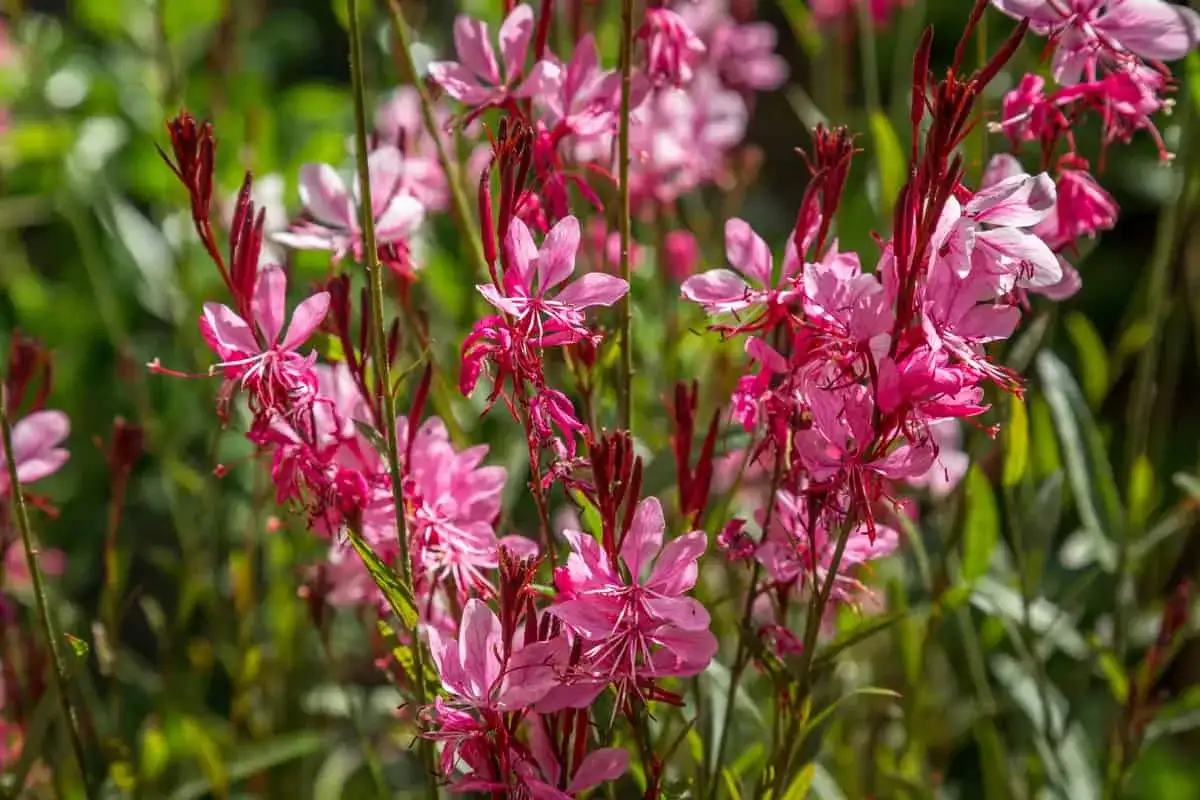 Gaura Rosa: A Planta Perfeita para Jardins Ensoliados