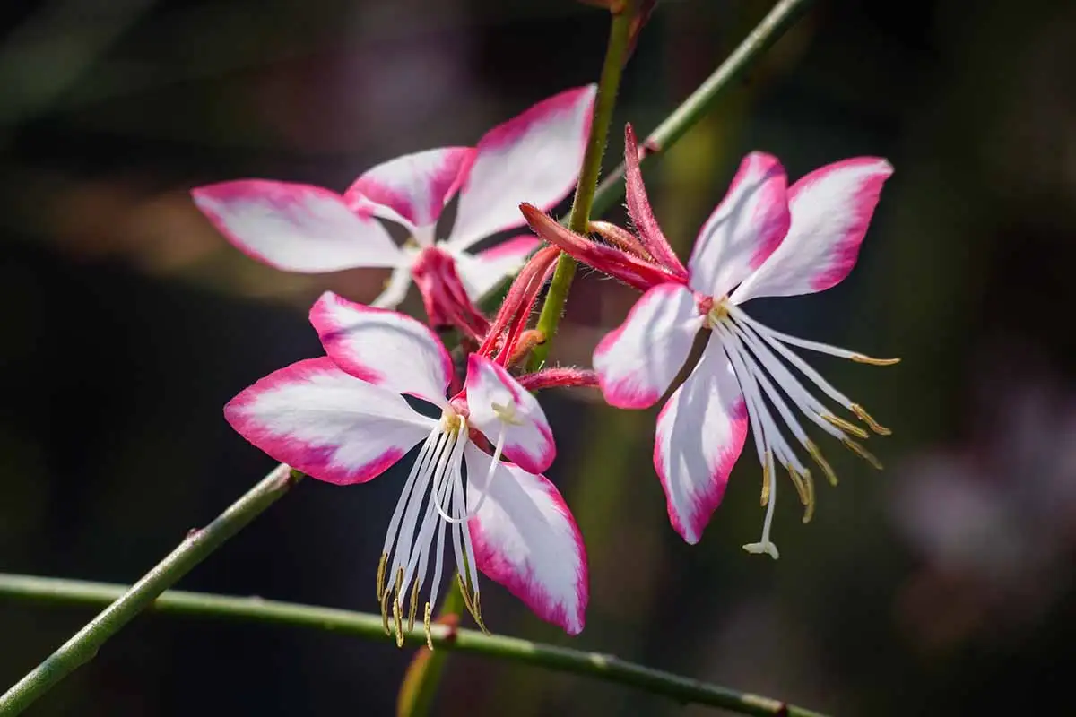 Gaura Rosa: A Planta Perfeita para Jardins Ensoliados