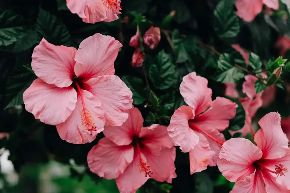 Como preparar o hibisco para o inverno e manter flores exuberantes
