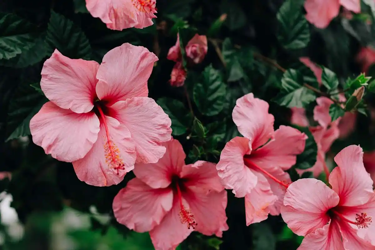 Como preparar o hibisco para o inverno e manter flores exuberantes