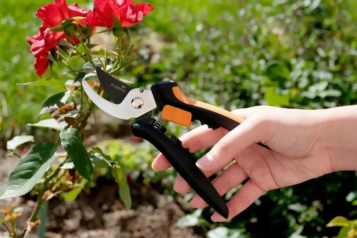 Como preparar o hibisco para o inverno e manter flores exuberantes