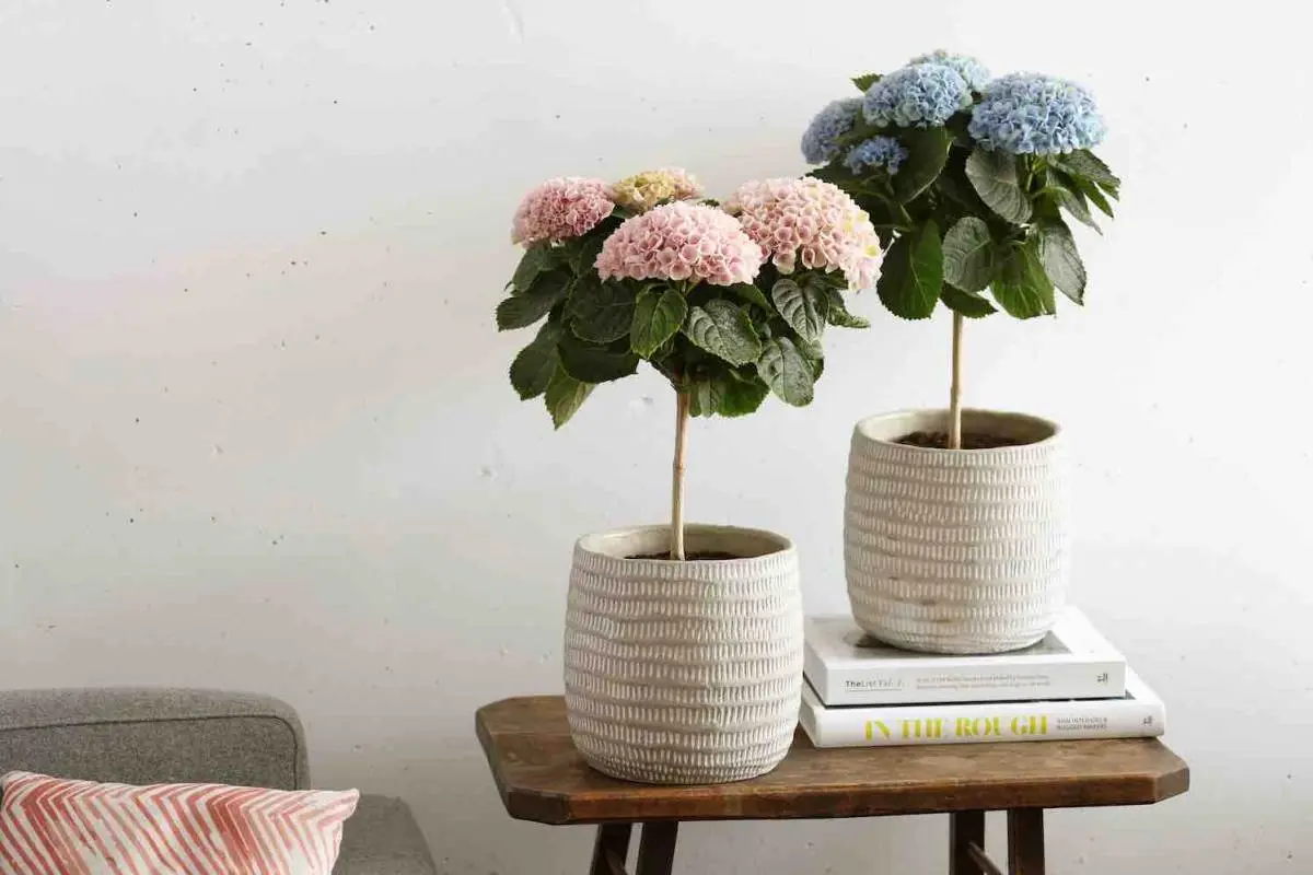 Nunca tragas hortênsias para dentro de casa