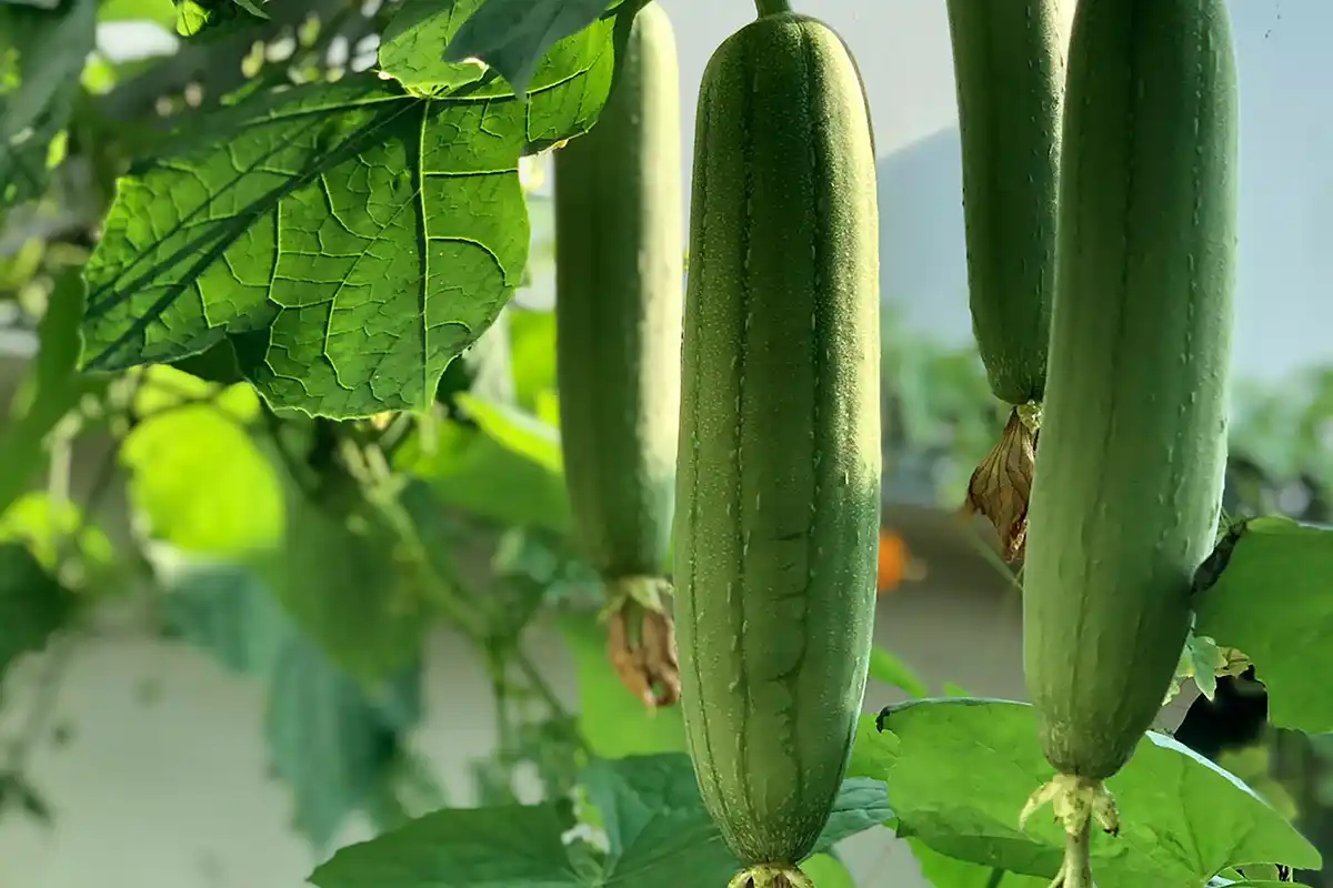 Luffa: a planta que produz esponjas naturais e sustentáveis