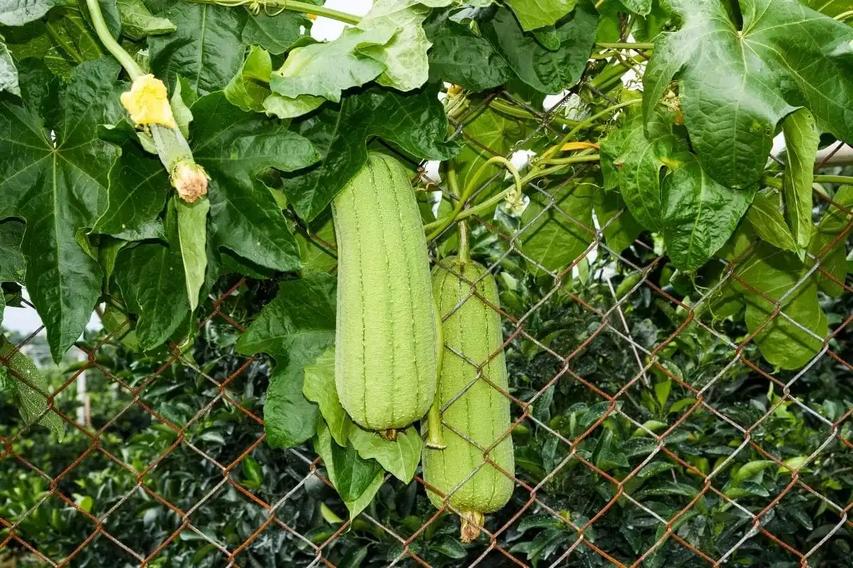 Luffa: a planta que produz esponjas naturais e sustentáveis