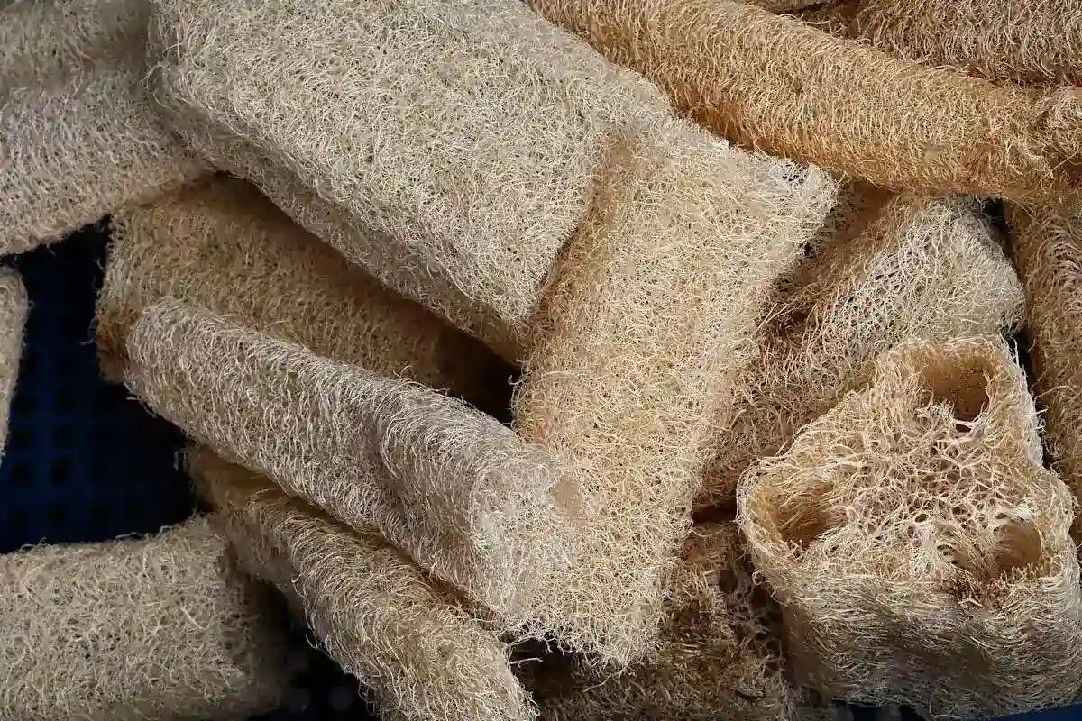 Luffa: a planta que produz esponjas naturais e sustentáveis