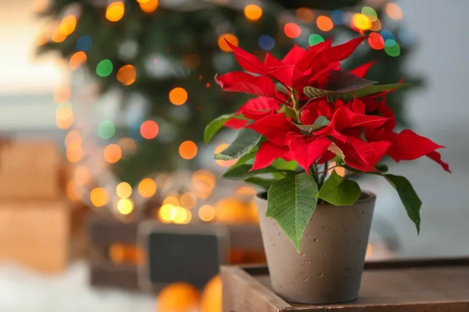 O melhor lugar para colocar a planta de Natal segundo o Feng Shui
