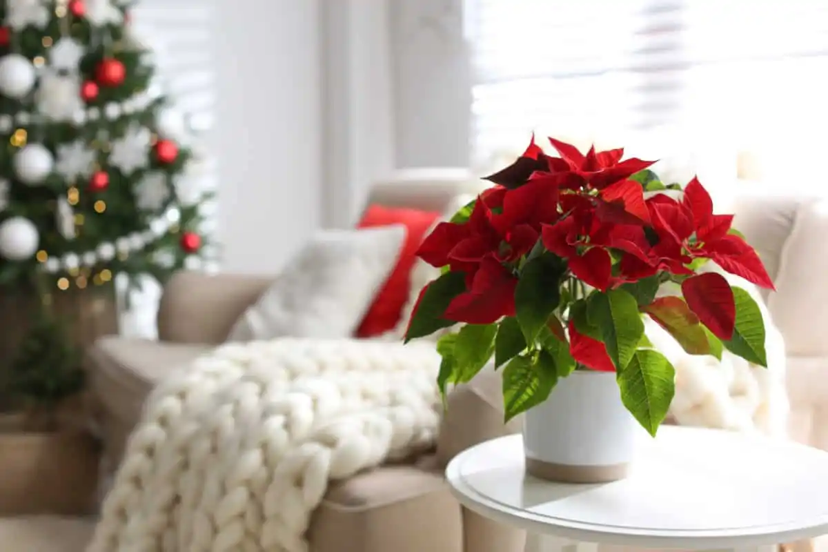 O melhor lugar para colocar a planta de Natal segundo o Feng Shui