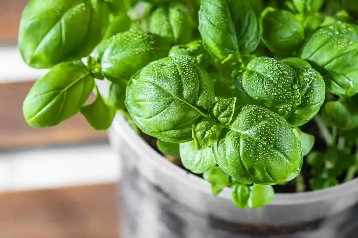 Como Usar Manjericão para Afastar Baratas na Cozinha: Um Método Caseiro Eficaz