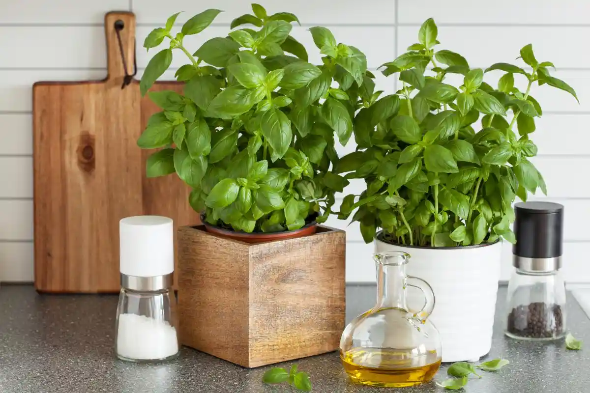Como Usar Manjericão para Afastar Baratas na Cozinha: Um Método Caseiro Eficaz