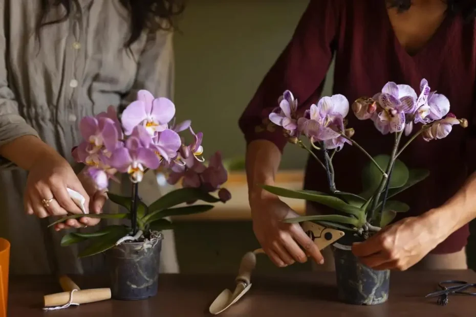 Como podar orquídeas para que floresçam ano após ano