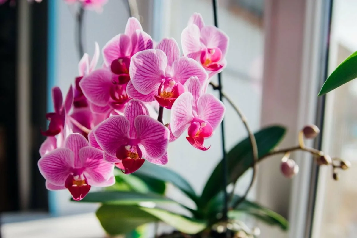 Como podar orquídeas para que floresçam ano após ano