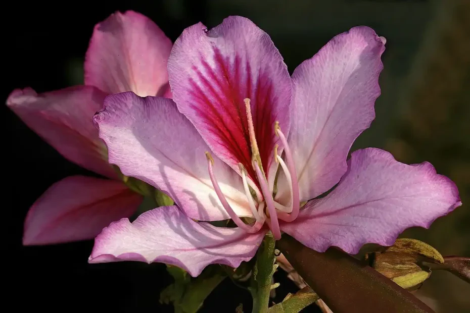 Pata de Boi: a Árvore Resistente, Medicinal e Ornamental que Floresce como uma Orquídea