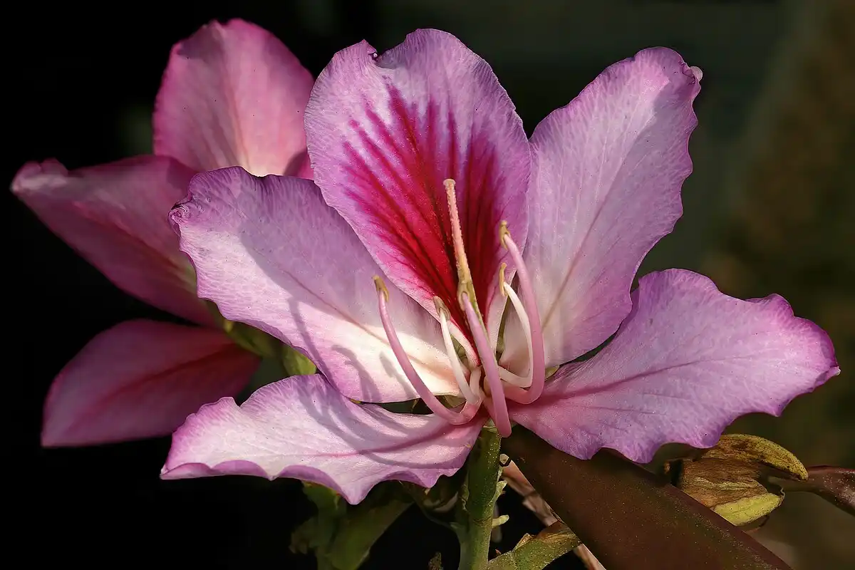 Pata de Boi: a Árvore Resistente, Medicinal e Ornamental que Floresce como uma Orquídea