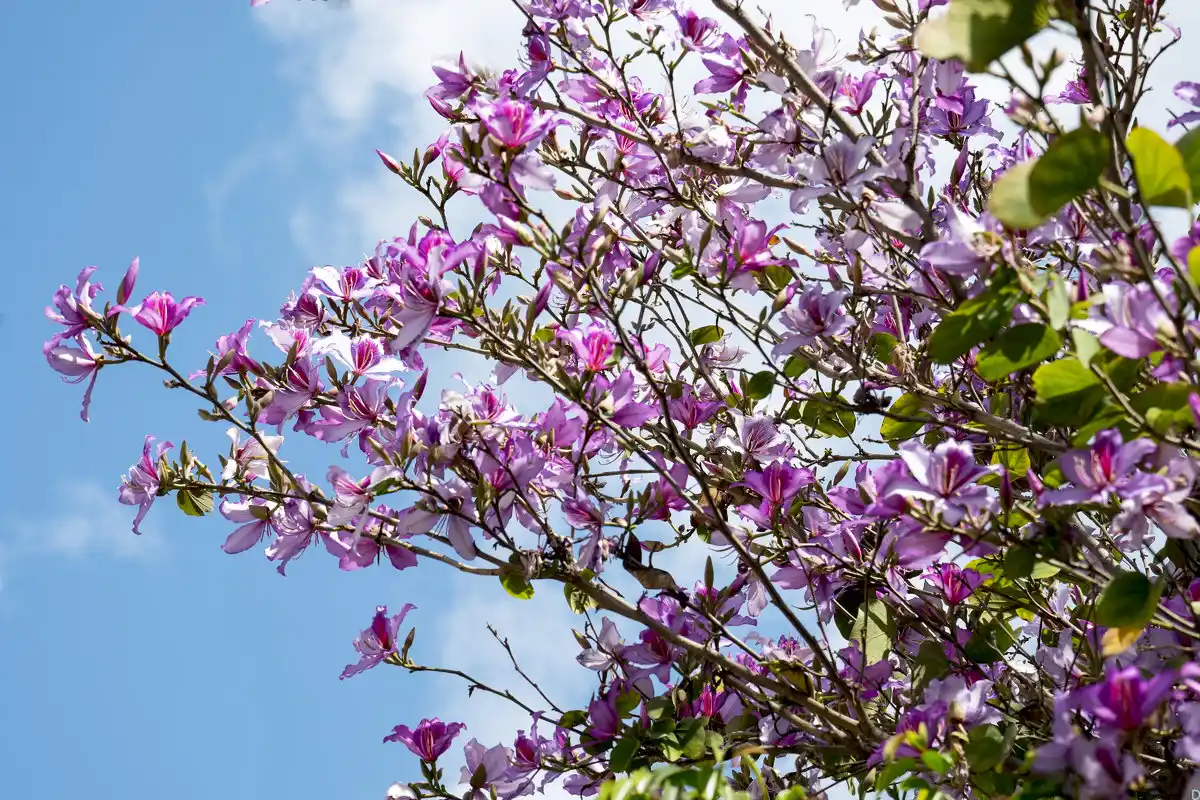 Pata de Boi: a Árvore Resistente, Medicinal e Ornamental que Floresce como uma Orquídea